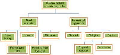 Bioactivities, Applications, Safety, and Health Benefits of Bioactive Peptides From Food and By-Products: A Review